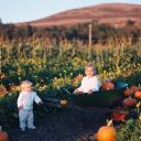 My Little Pumpkins, Half Moon Bay, CA